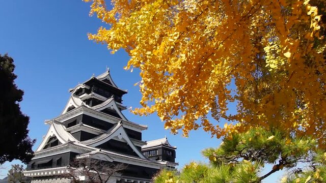 風にゆれるイチョウの黄葉と熊本城