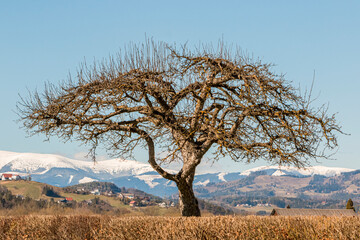 A lonely tree without leaves on a green hill, with snow-capped mountains and a blue sky in the background.