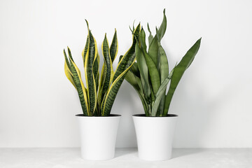 Various types of Sansevieria plants in modern pots on a gray table on a white background. Home plant Sansevieria trifa. Home gardening concept.