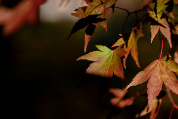 紅葉