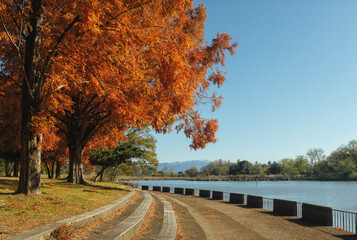 滋賀県長浜市にある奥びわスポーツの森に隣接する内湖の秋景色