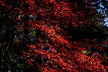紅葉