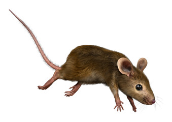 3D Rendering Little Broun Mouse on White