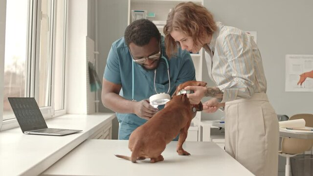 Medium of young Caucasian woman helping Black male veterinarian who using magnifying glass for medical examination of dachshund dog on table in clinic at daytime