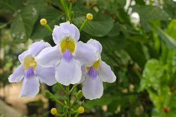 Pale purple Bengal clockvine, tropical flowers with yellow centre, growing outdoors