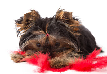 Yorkshire Terrie muzzle on a white background in red feathers.