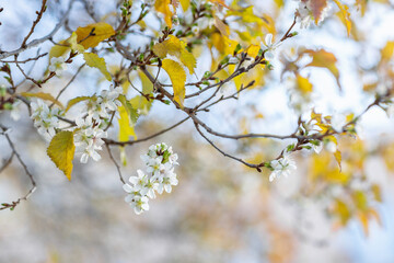 Cherry blossom and yellow leaves on tree brunch at fall. Tree bloom and lose leaves at the same time. Climate change and plants experiencing stress concept. Closeup, selective focus