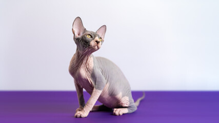 Pretty bicolor Canadian Sphynx kitten sitting at violet floor against white background, looking up, craning his neck. Kitten is four months old, color is blue and white. Studio shot. Copy space