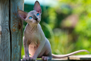 Canadian Sphynx Cat sitting on wooden playground of boarding kennel outside. Your Cat's Questions Answers Day concept. Curious male kitty of 4 months old with blue eyes looking up, pricked up his ears