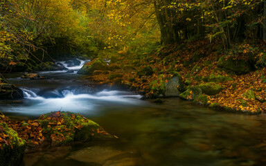 Autumn creek woods with yellow trees foliage and rocks.Poiana Marului,Caras-severin,Romania