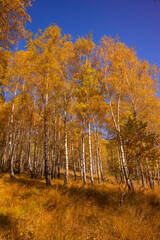 Fototapeta premium Autumn in the Trees Leaves Turned Bright Yellow Vibrant Seasonal Color