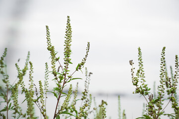 Fototapeta premium Ragweed bushes. Ambrosia artemisiifolia causing allergy summer and autumn. ambrosia is a dangerous weed. its pollen causes a strong allergy at the mouth during flowering.