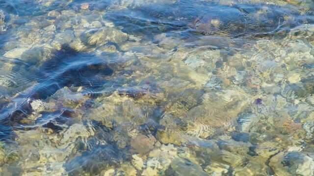 The sea is clear water bottom. Natural background of the sunny sea coast. The concept of life. movement, summer warmth. Brown algae, brown rocks on the sandy bottom. Ripples on the surface of the sea