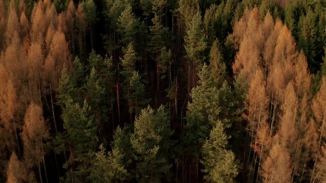 Reverse aerial drone reveal shot of two letters formed by (deciduous spruce) trees in late autumn near water dam Starina, Eastern Slovakia.
