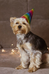 Funny dog with colorful holiday hat on head against garlands lights background. Yorkshire Terrier doggy with cap celebrating pet's birthday, New Year 2022, Christmas, anniversary. Party animal on sofa