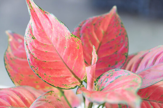 Close up super red ( Aglaonema ) plant in the garden, selective focus