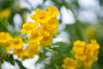 Closeup Fresh Yellow elder  flower or Trumpetflower in the garden, selective focus