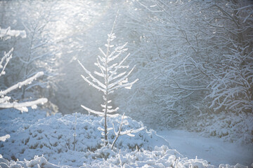 Winter landscape with trees covered with snow hoarfrost. Christmas greeting card.