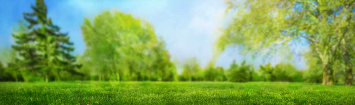 soft focus blurred grass on meadow background and trees in spring park