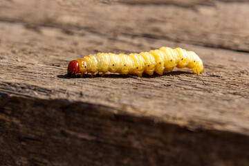Caterpillar on wooden surface macro