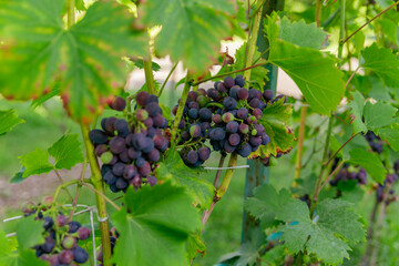 bunch of grapes ripens on a branch between the green leaves