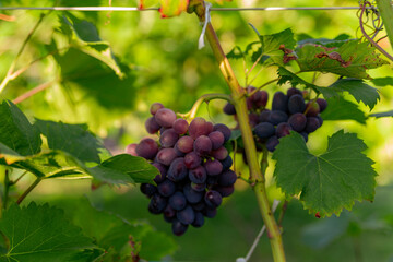 bunch of grapes ripens on a branch between the green leaves