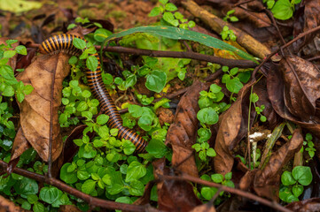 Millipede is moving towards the plants with some parts in focus

