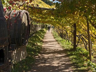 wandern am algunder Waalweg im Vinschgau (Südtirol) unter Weinreben im Herbst
