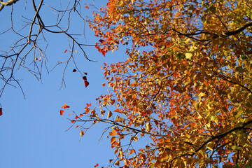 ナンキンハゼの紅葉