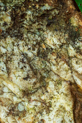 Rock texture with some parts in focus
