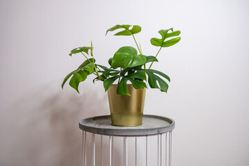 Rhaphidophora tetrasperma mini monstera trending tropical houseplant in a gold pot on a white background