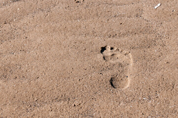 The footprint of a man's foot on wet sand.