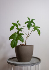 Philodendron pedatum beautiful foliage green leaves in a pot on a white background