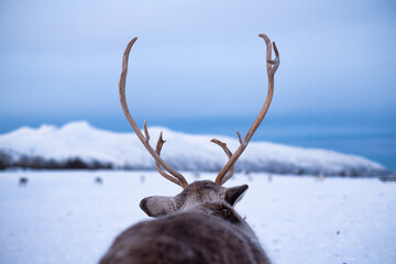 Deer on the sky and mountains background. Animals in wildlife. Winter landscape with deer. Tromso, Norway travel