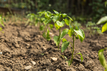 Young Pepper Plant With A Little Green Pepper Growing In The Garde