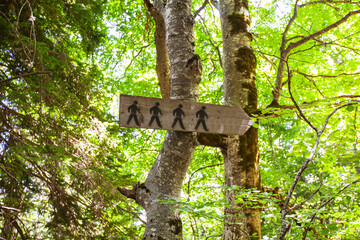 Hiking wood sign. Wooden trail marker in forest