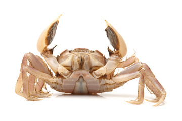 sea crab on white background 