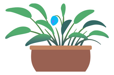 Cute blue flower in pot. Green house plant