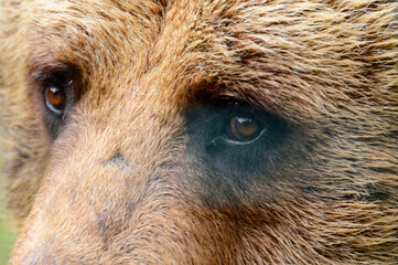 Close-up portrait of a bear, brown bear head, big bear eyes.