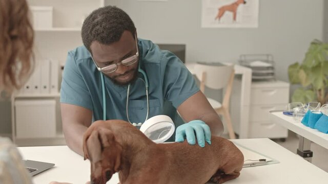 Medium of Black man wearing scrubs, gloves and eyeglasses examining cute dachshund dog using magnifying glass, sitting at table in vet clinic, unrecognizable owner calming animal
