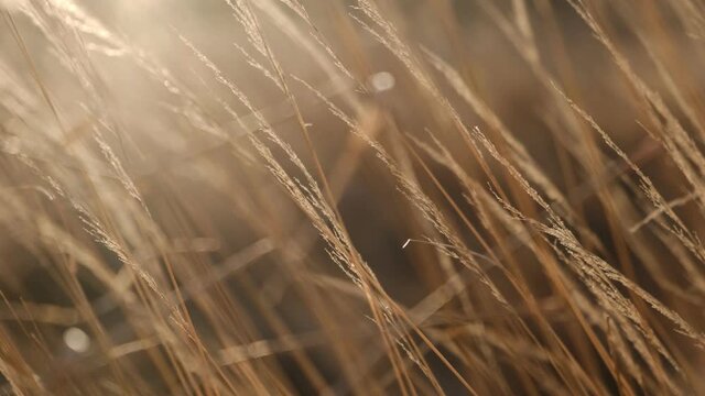 Dry sedge grass in the wind. Pastel neutral colors. Earth tones. Abstract natural background. Natural Beige. Pampas grass, seeds. Neutral colors. Selective focus. Trend concept. 4K