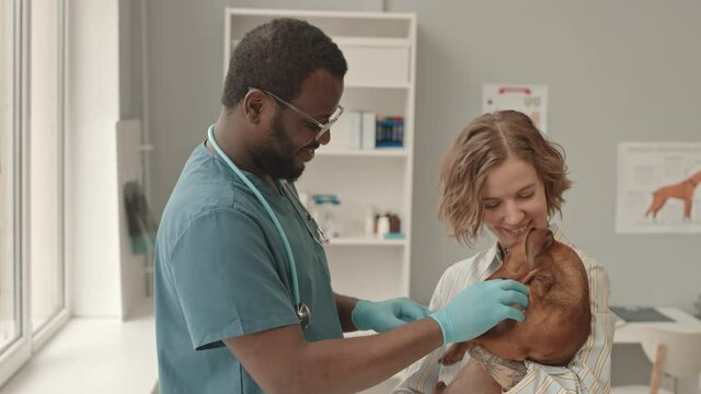 Tracking out of Caucasian woman holding cute dachshund dog, standing in front of Black man wearing scrubs, gloves and glasses, petting animal, couple looking and smiling on camera in veterinary clinic