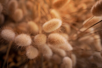 Close-up a gold colour dried grass flower on a gold blurred background.