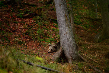 Portrait of a big brown bear in the woods on a walk, one bear on a forest background.