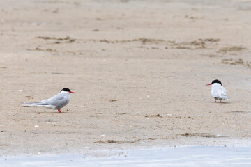 Arctic tern family on the river bank