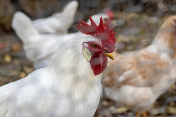 The white rooster and chickens went out for a walk and looked in amazement.