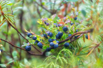 Blueberry bush with ripe berries