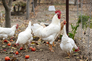 The white rooster and chickens went out for a walk and looked in amazement.