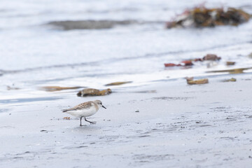 Calidris is looking for insects in the sand among the seaweed. Kunashir Island