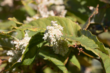 Reynoutria sachalinensis or Sakhalin knotweed close up